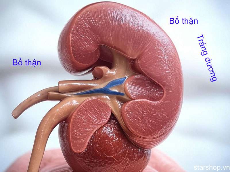 Quả thận khỏe mạnh