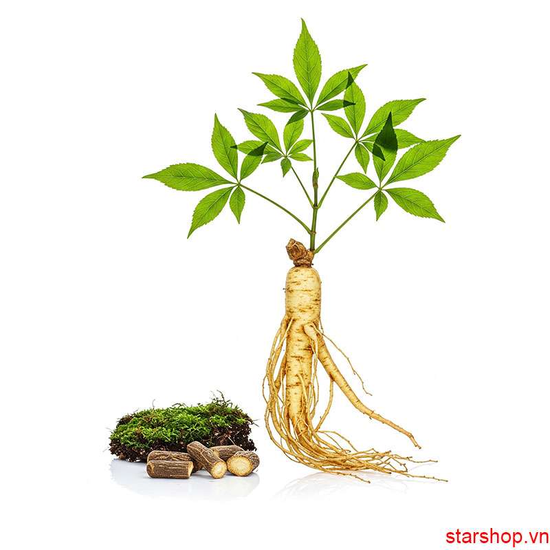 Nhân sâm cây thuốc vàng bổ thận tráng dương
