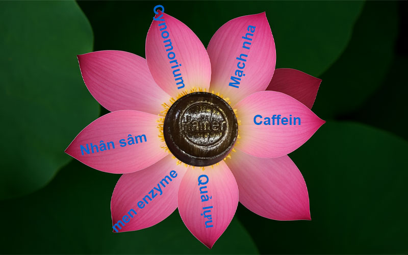 Thành phần kẹo sâm Hamer